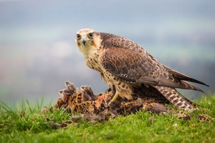 Șoimul dunărean poate fi observat în habitate deschise / foto: Agro TV