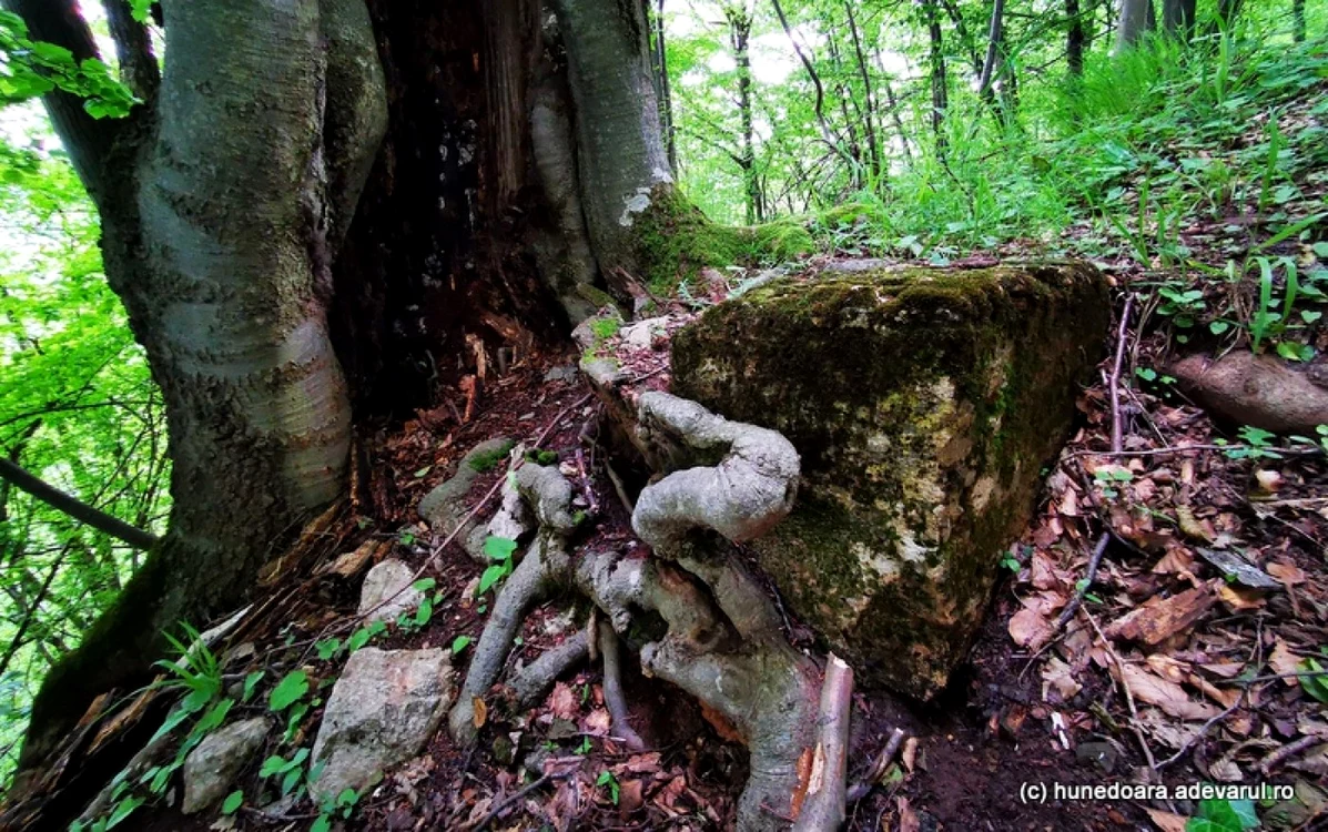 cetatea dacica piatra rosie foto daniel guta adevarul