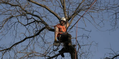 Târgovişte: Cosmetizarea arborilor pentru siguranţa locuitorilor