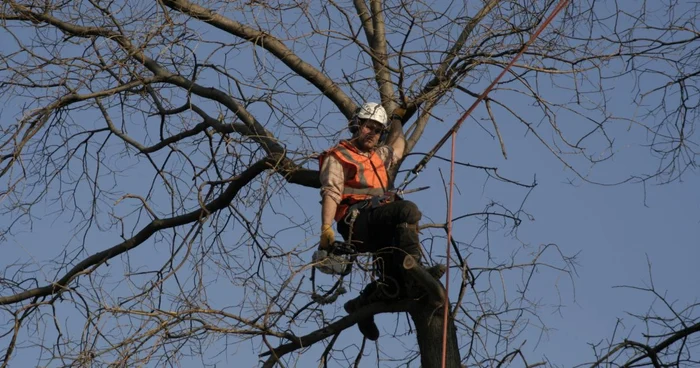 Târgovişte: Cosmetizarea arborilor pentru siguranţa locuitorilor