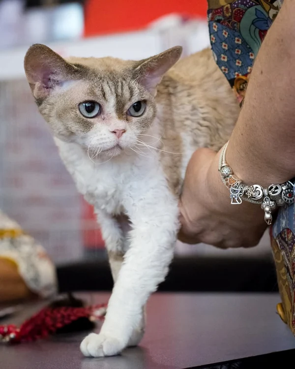 KING'S ODYSSEY GALATEA jpg