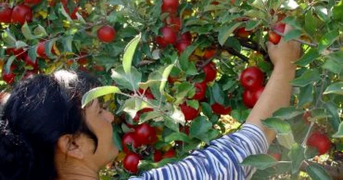 Târgu Mureş: Distrugere - Au dispărut multe livezi de meri, însă producţiile rămase sunt bune