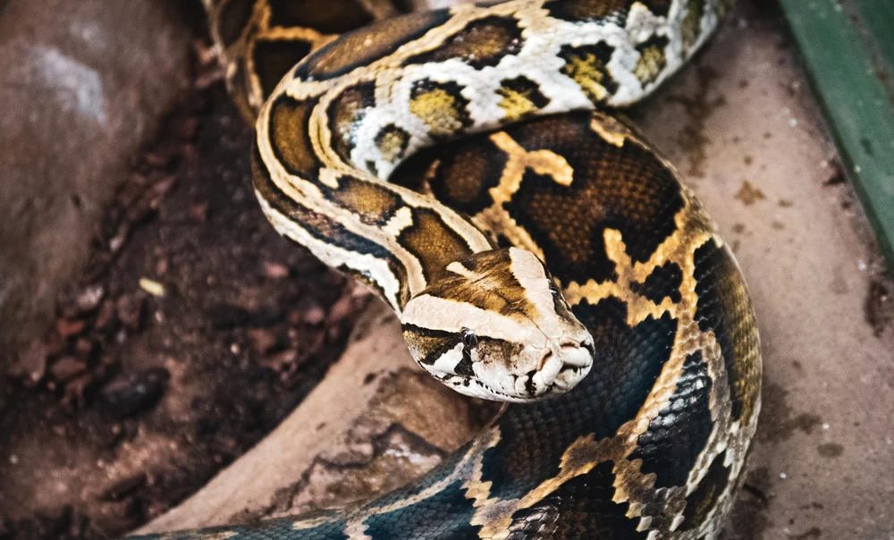 O bătrână în vârstă de 54 de ani a fost mâncată de vie de un piton de 7 m lungime / Foto: Pixabay