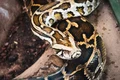 Piton reticulat foto: Pixaby