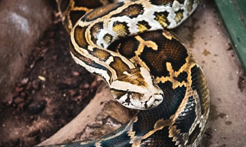 Piton reticulat foto: Pixaby