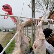 miei de paşte slatina - foto alina mitran