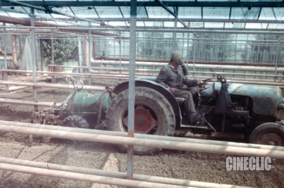 Cu ce substanțe chimice erau tratate roșiile în sere în perioada comunistă: mitul agriculturii ecologiste, desființat