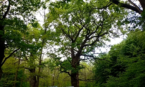poiana botosani1 jpeg
