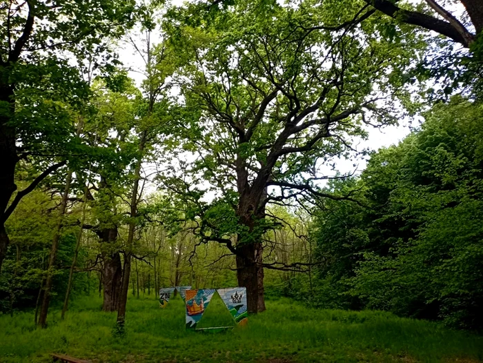 Stejarii ar fi fost plantați de Ștefan cel Mare / foto: Cosmin Zamfirache