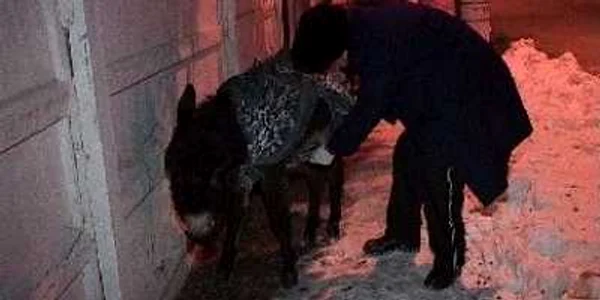 Animalul a fost acoperit cu o pătură