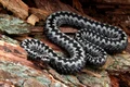 vipera pixabay jpg