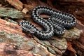 vipera pixabay jpg