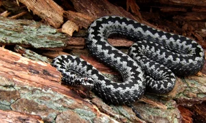 vipera pixabay jpg