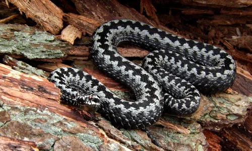 vipera pixabay jpg