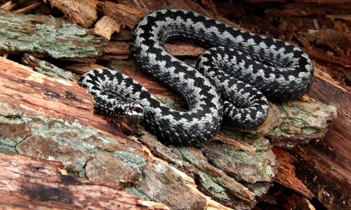 vipera pixabay jpg