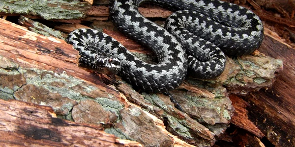 vipera pixabay jpg