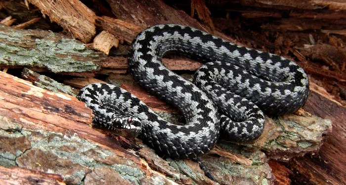 Au început să apară viperele în România / foto: Pixabay