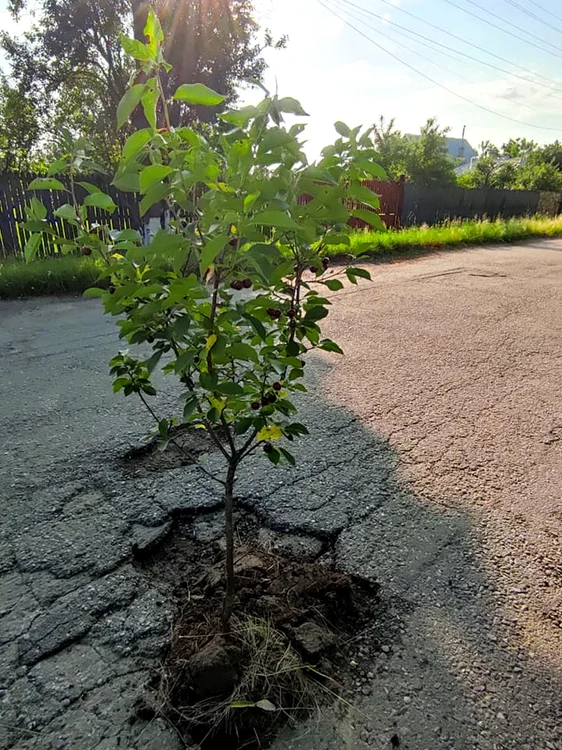 visini plantati gropi comuna rociu 01