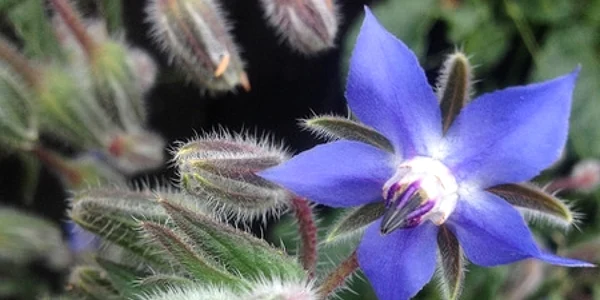 /plants.ces.ncsu.edu/plants/borago-officinalis/