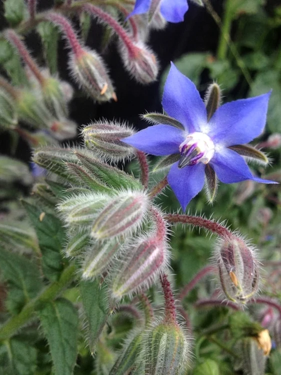 "Limba mielului"  Sursă foto: plants.ces.ncsu.edu/plants/borago-officinalis