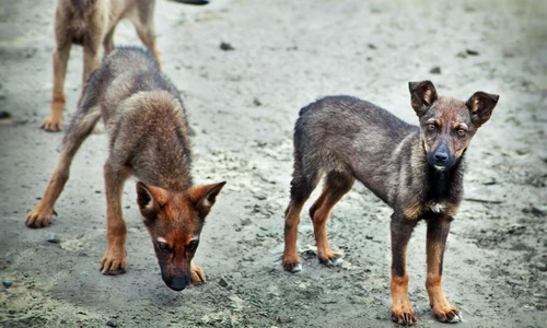 1 56835 original jpg jpeg