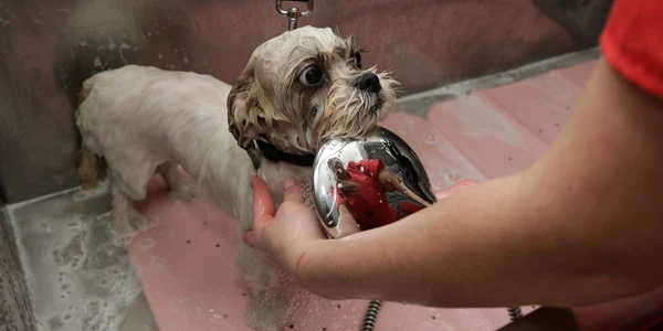 Happy Dogs, cel mai nou spa canin din Cluj-Napoca