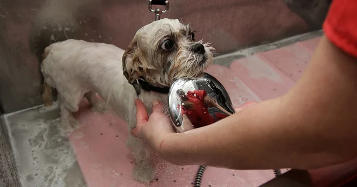 Happy Dogs, cel mai nou spa canin din Cluj-Napoca