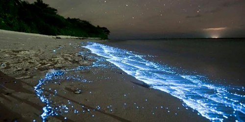 Bioluminiscenţa din Maldive