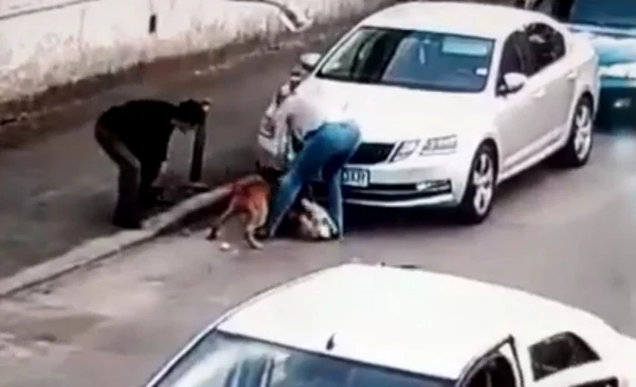 Un câine de luptă Amstaff a atacat alt câine pe o stradă din Bucureşti FOTO Facebook/ Elisabeta Badea