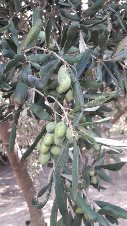 Măslinele de aur din Malta