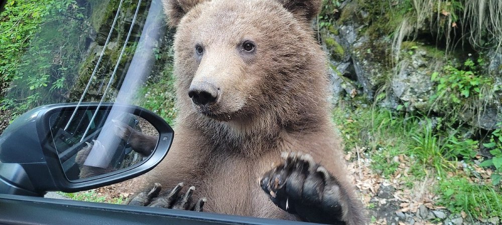 Safari cu urși pe Transfăgărășan, noua ofertă din cataloagele agențiilor de turism. Cât costă periculoasa experiență