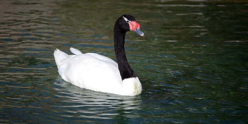 Lebăda cu gâtul negru e o specie rar întâlnită