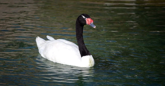 Lebăda cu gâtul negru e o specie rar întâlnită