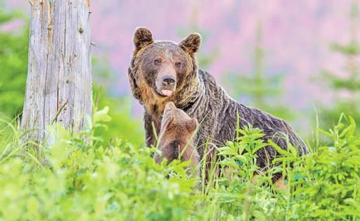Ursoaica agresivă şi-a apărat puii din bârlog