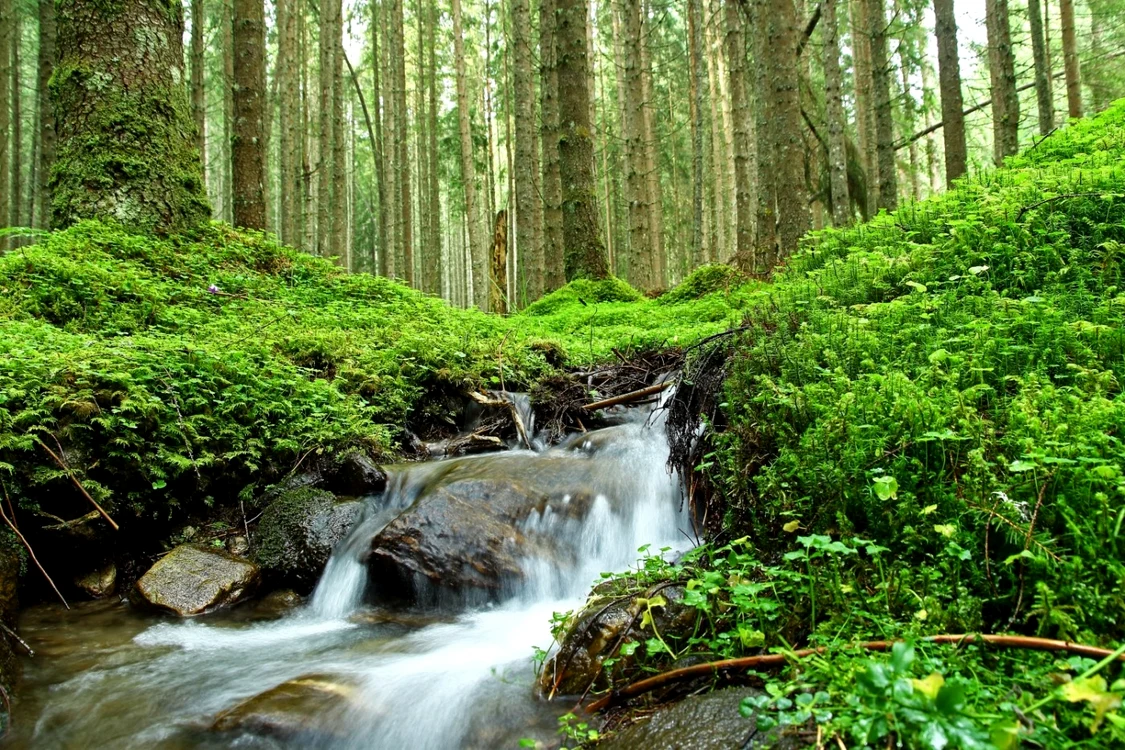 Biodiversitatea pădurilor din România e impresionantă FOTO Conservation Carpathia