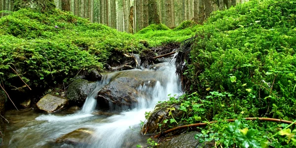 paduri virgine fundatia conservation carpathia