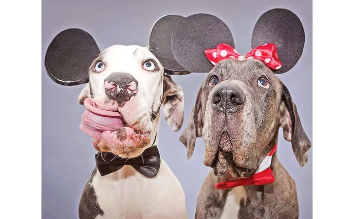 
    Auzi? Să nu chiţăi că te muşc de clăpăugă!Foto: profimedia  