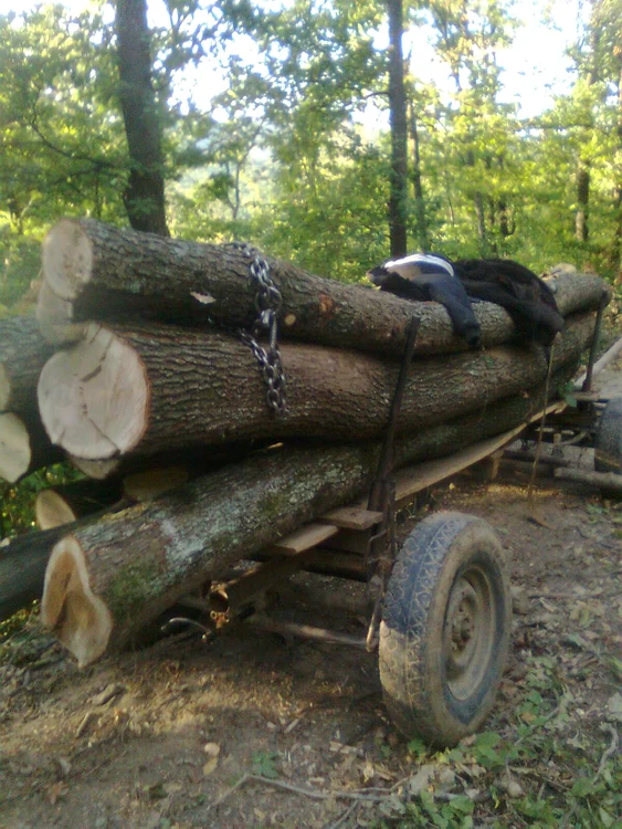 Transportau lemne fără documente legale FOTO Arhivă Adevărul