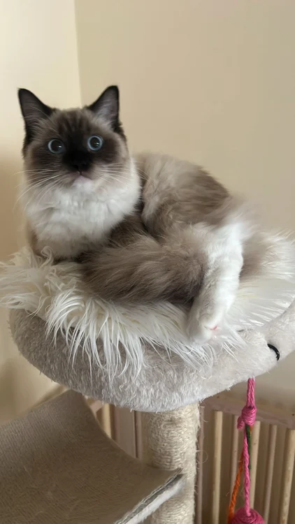 Giselle Of Beautyfur Dolls jpg