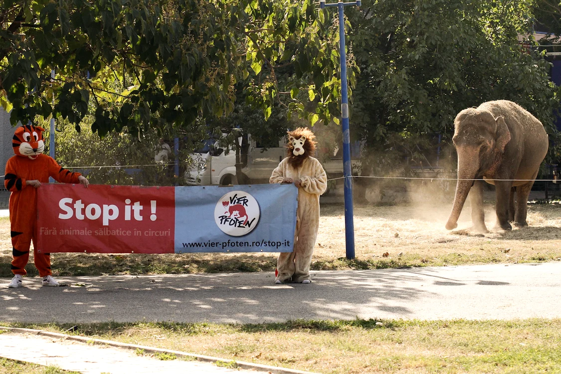 Vier Pfoten protestează împotriva folosirii animalelor sălbatice în circuri