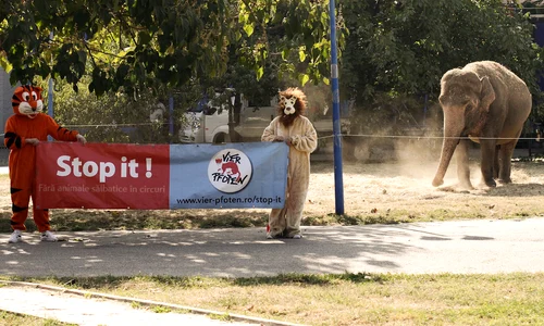 Vier Pfoten protestează împotriva folosirii animalelor sălbatice în circuri jpeg