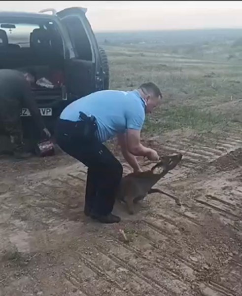 Pui de căprioară salvat de jandarmii buzoieni. „Bambi” rămăsese captiv în zona stațiunii Sărata Monteoru VIDEO  