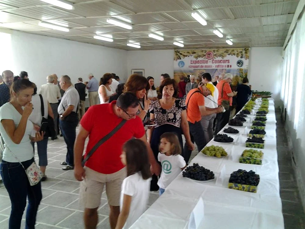 Struguri de masă expuşi în cadrul celei de-a treia ediţii a concursului şi expoziţiei de struguri de masă FOTO Facebook ICDVV