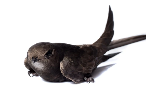 1 shutterstock 1112703776 jpg jpeg