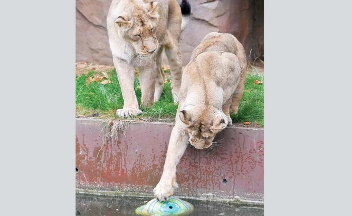 Hai, înfige gheara în ea... trage-o la mal!Foto: EPA