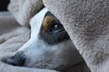 dog 5430987 1920 jpg