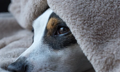 dog 5430987 1920 jpg