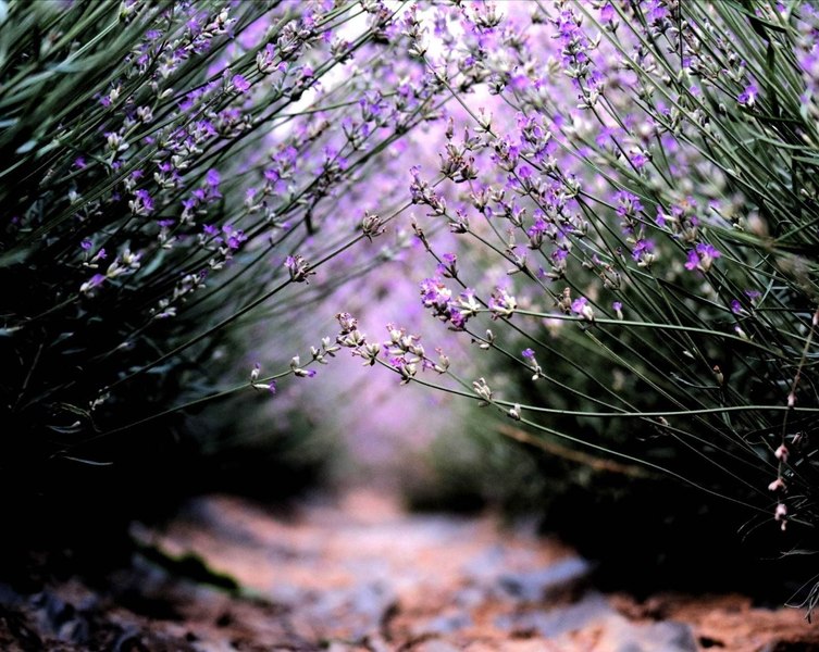 Plantele care alungă țânțarii și alte insecte. Ce trebuie să știi dacă stai la curte 