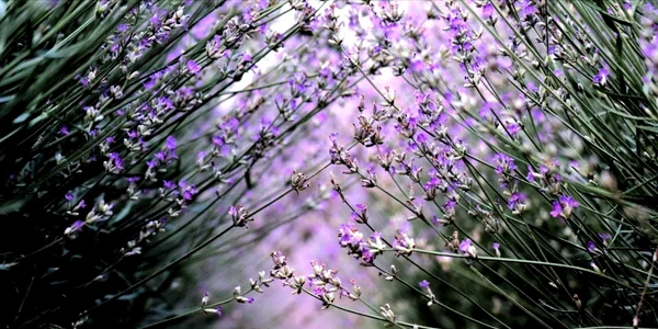 Lavanda 11 jpg