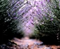 Lavanda 11 jpg